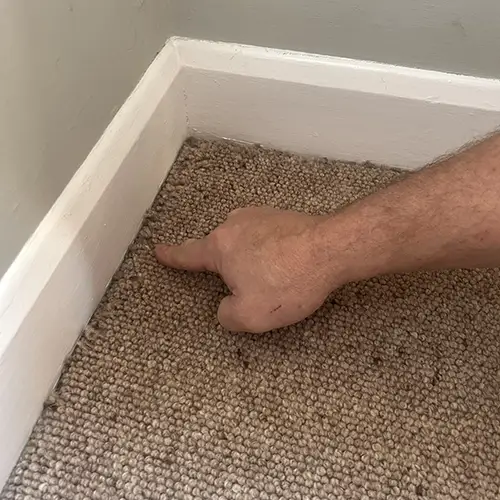 Carpet Bug Pest Control Nottingham