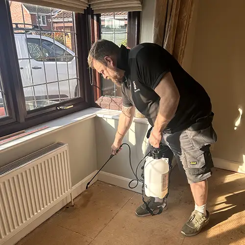 Carpet Bug Pest Control Nottingham